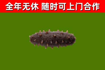 潮安区回收海参干